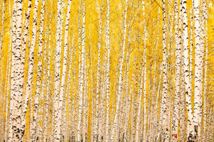 canvas-print-the-birch-forest-in-autumn