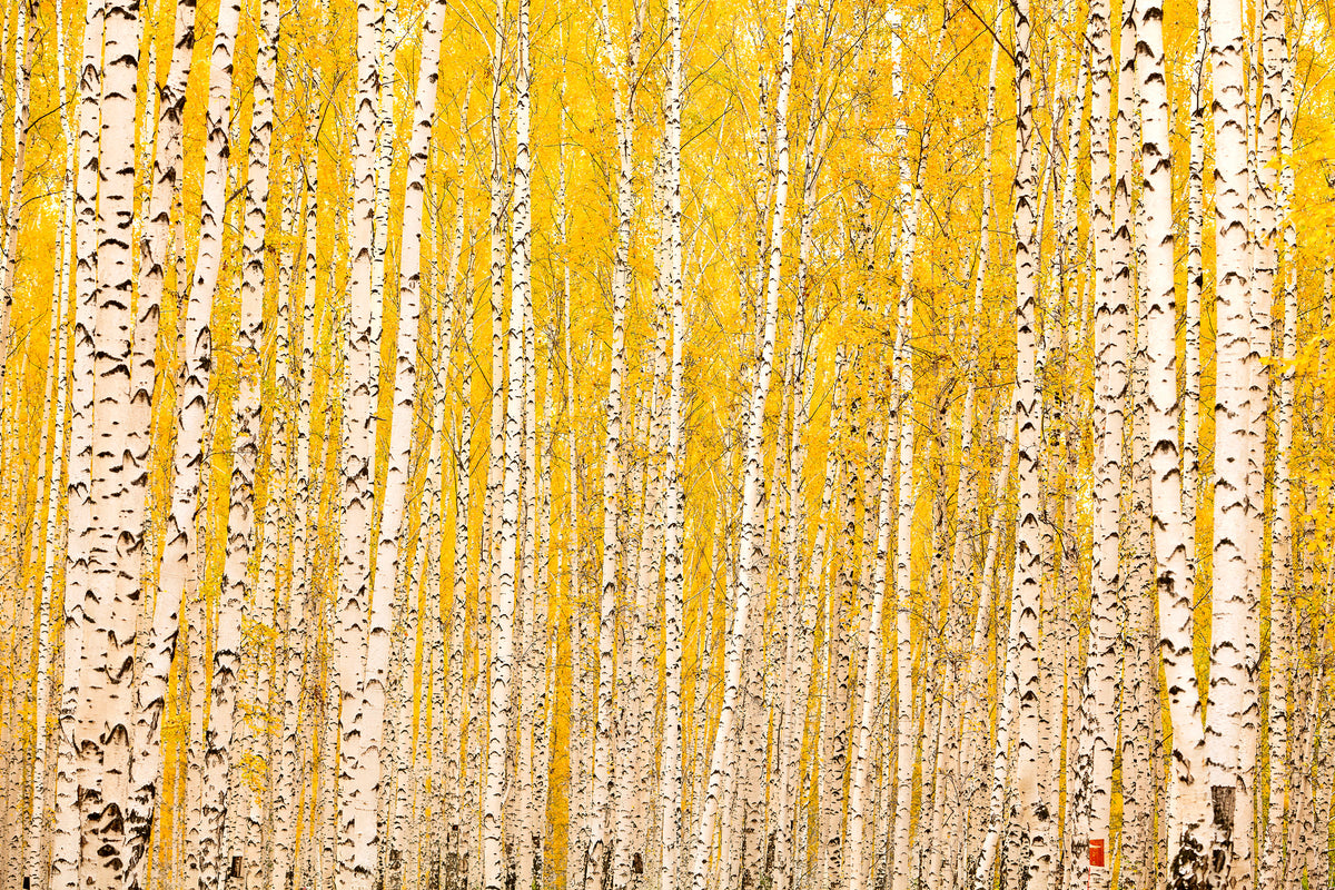 canvas-print-the-birch-forest-in-autumn