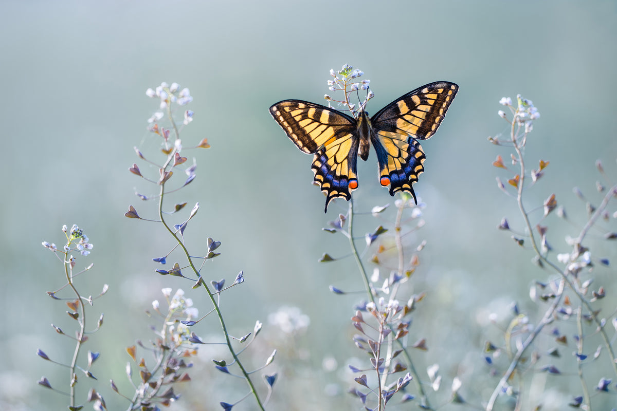 framedposter-print-swallowtail-beauty