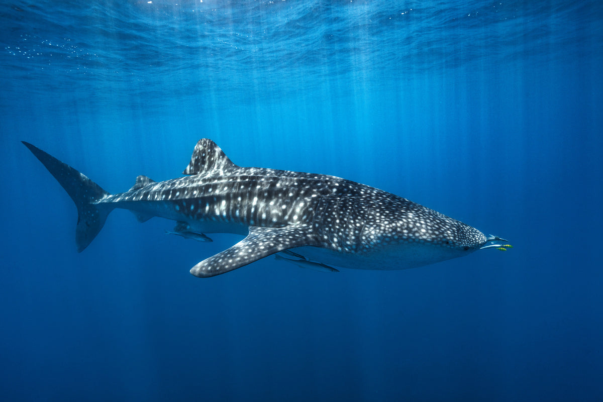 poster-print-whale-shark-in-the-blue-x