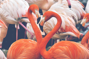 3-piece-aluminium-print-colorful-flamingos
