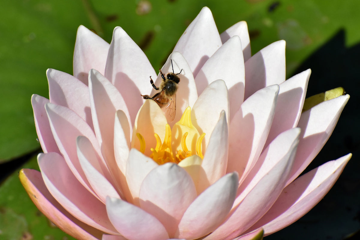 3-piece-acrylic-print-the-bee-on-the-water-lily