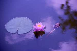 3-piece-canvas-print-lotus-flower