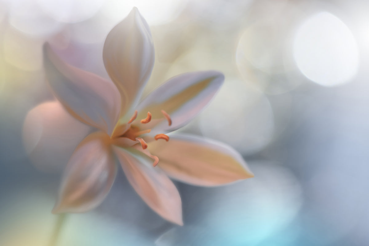 acrylic-print-metamorphosis-x