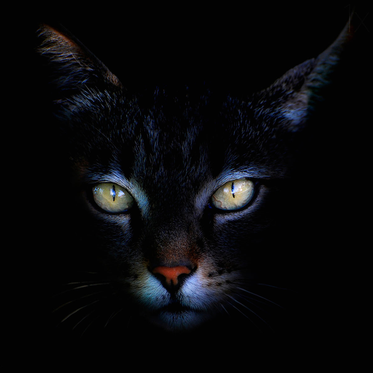 9-piece-acrylic-print-cat