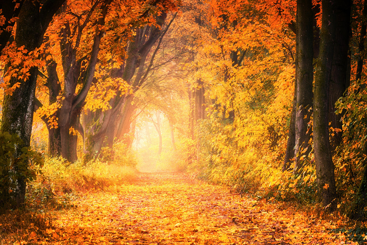 3-piece-aluminium-print-colors-magnificent-forest