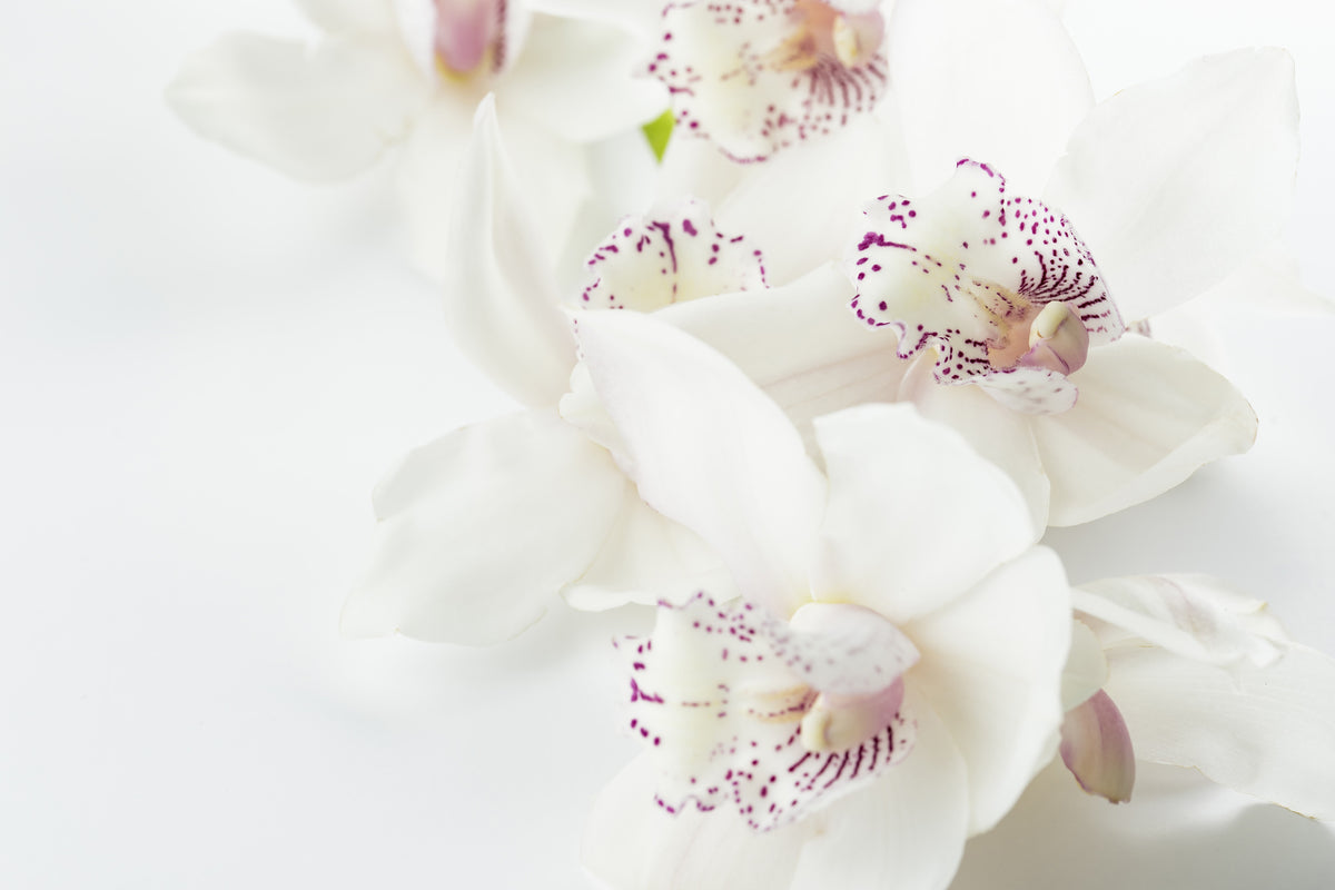 modern-3-piece-aluminium-print-fantastic-orchids