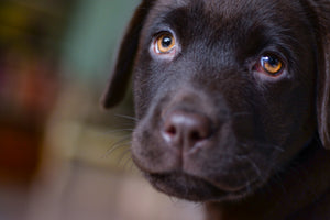 framedcanvas-print-cute-labrador-puppy