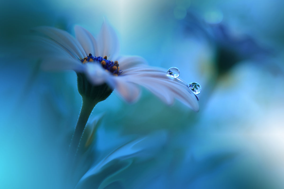 canvas-print-beyond-the-visible