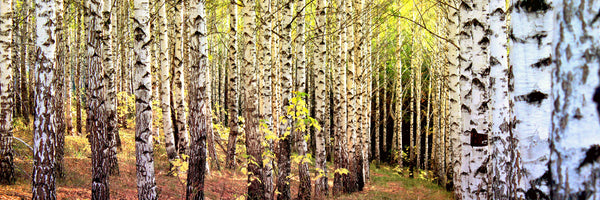 panoramic-3-piece-aluminium-print-the-path-between-birches-panorama