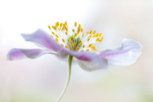 poster-print-wood-anemone