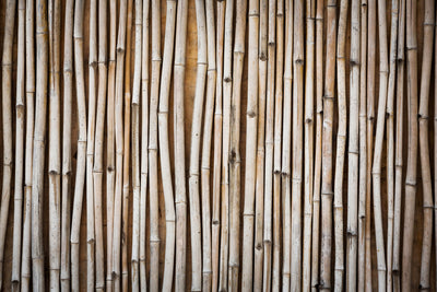 poster-print-dried-bamboos