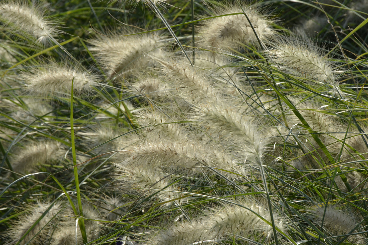 canvas-print-ornamental-grass-in-the-wind