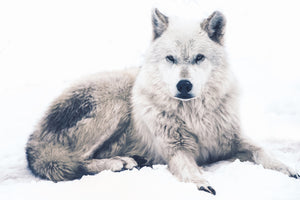 3-piece-canvas-print-the-wolf