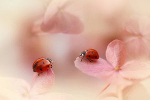 3-piece-canvas-print-ladybirds-on-pink-hydrangea