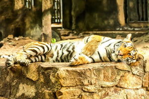 acrylic-print-the-siberian-tiger