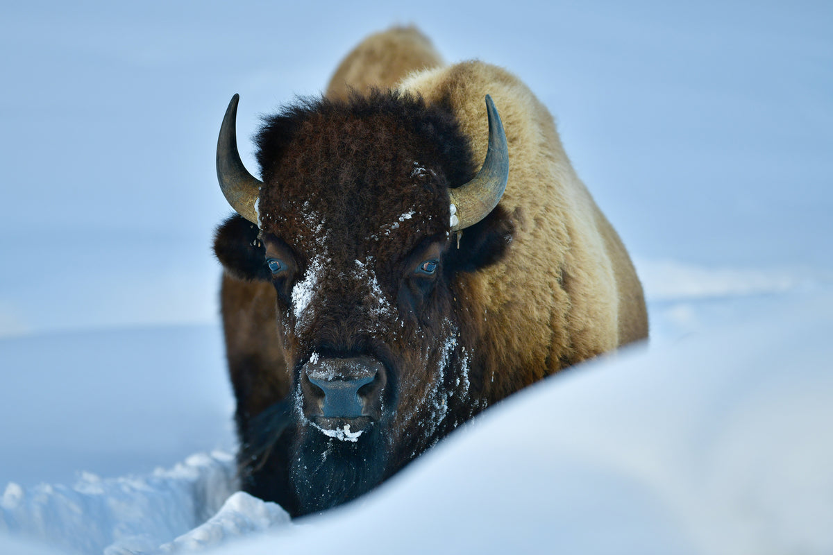 3-piece-canvas-print-winter-bison