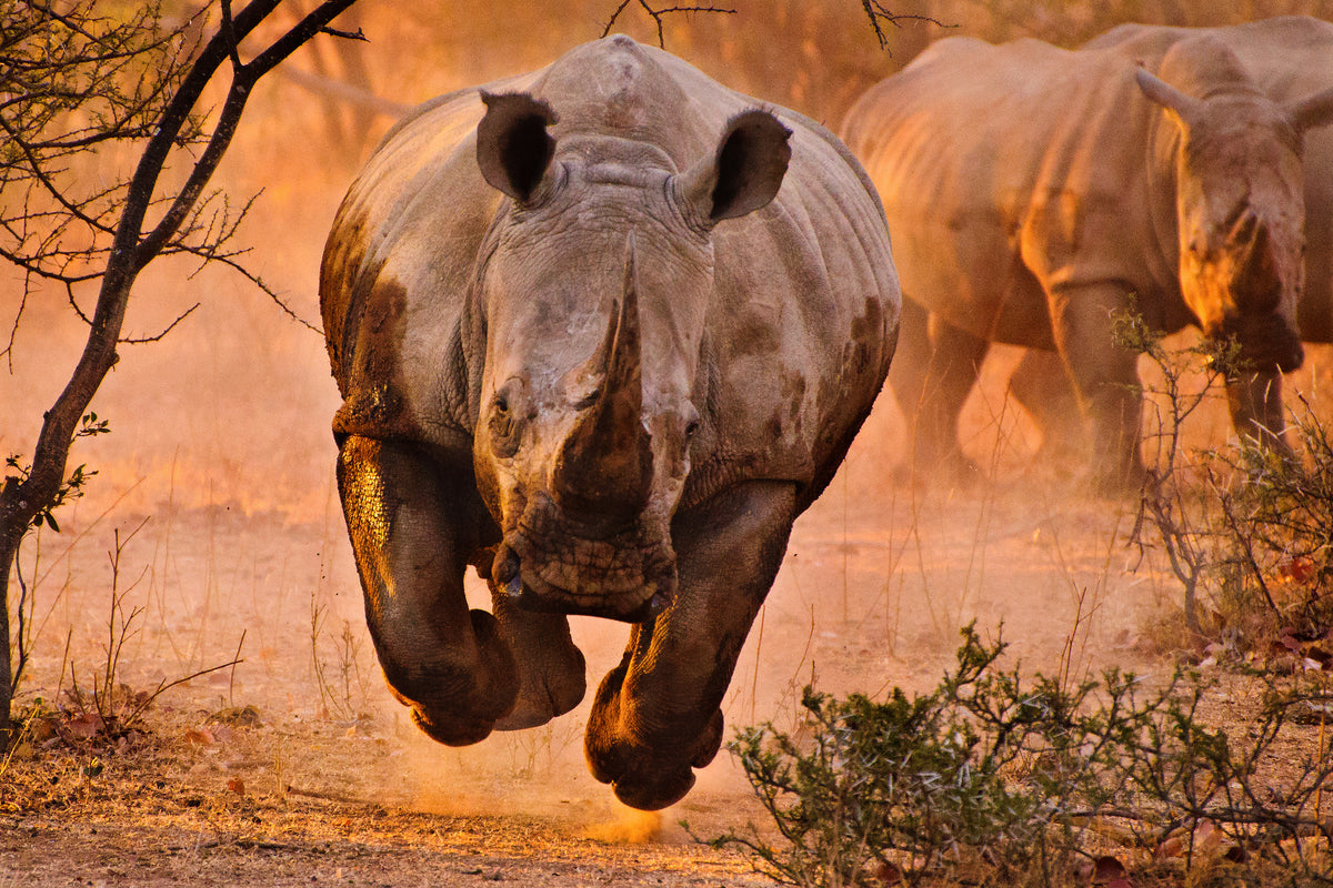 poster-print-rhino-learning-to-fly-x