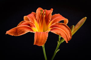 3-piece-aluminium-print-a-lily-flower-in-orange