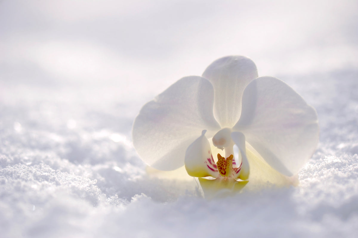 3-piece-aluminium-print-the-orchids-bloom
