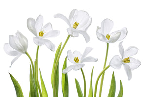 aluminium-print-white-tulips-x