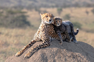 poster-print-cheetah-and-cup-x