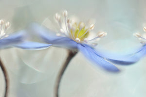 3-piece-acrylic-print-dancing-anemones