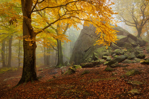 framedposter-print-autumn-forest-x