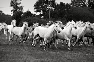 3-piece-canvas-print-the-mustang-herd