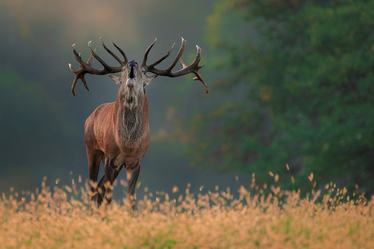 aluminium-print-deer-wedding-song-x