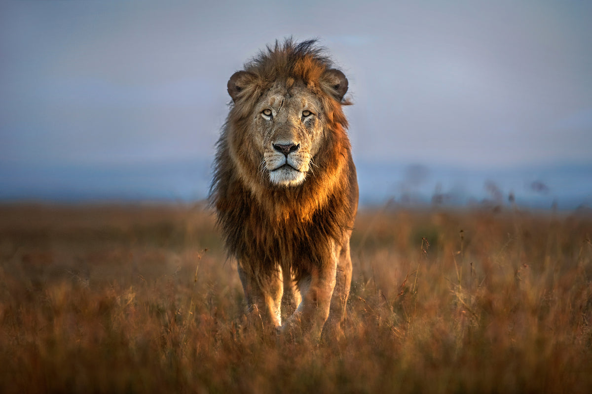 aluminium-print-lion-close-up-x