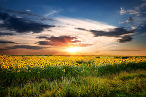 poster-print-a-field-of-sunflowers