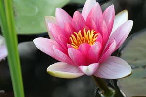 aluminium-print-the-water-lily-in-pink