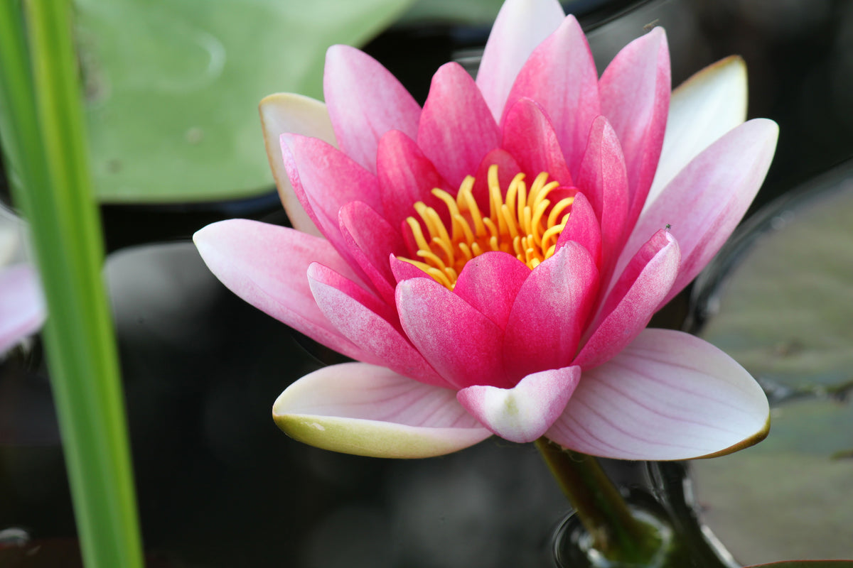 aluminium-print-the-water-lily-in-pink