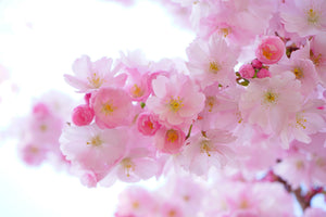 framedposter-print-japanese-cherry-blossom-xl