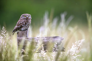canvas-print-little-owl-x