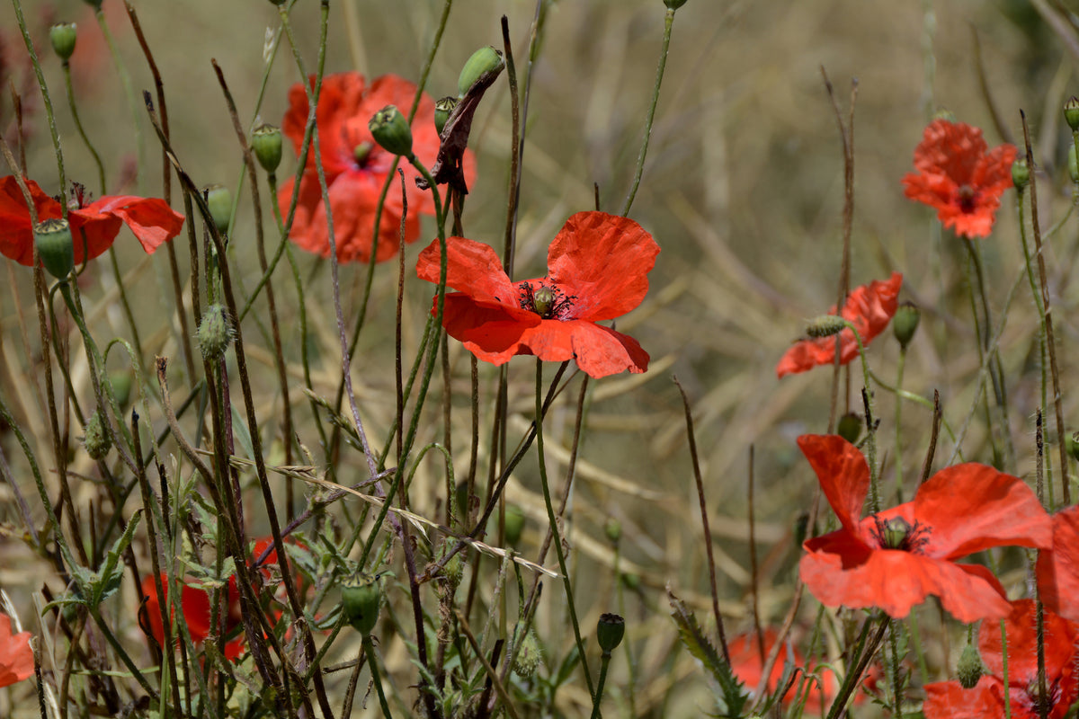 canvas-print-the-poppy-in-nature