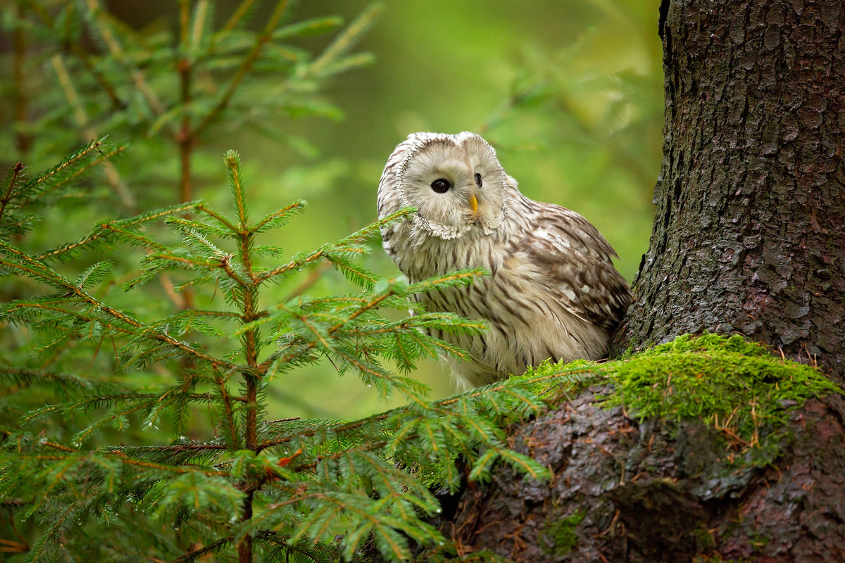 canvas-print-ural-owl-x