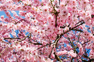 3-piece-acrylic-print-wonderful-japanese-cherry