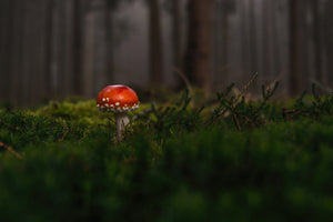 3-piece-acrylic-print-a-mushroom-in-the-forest