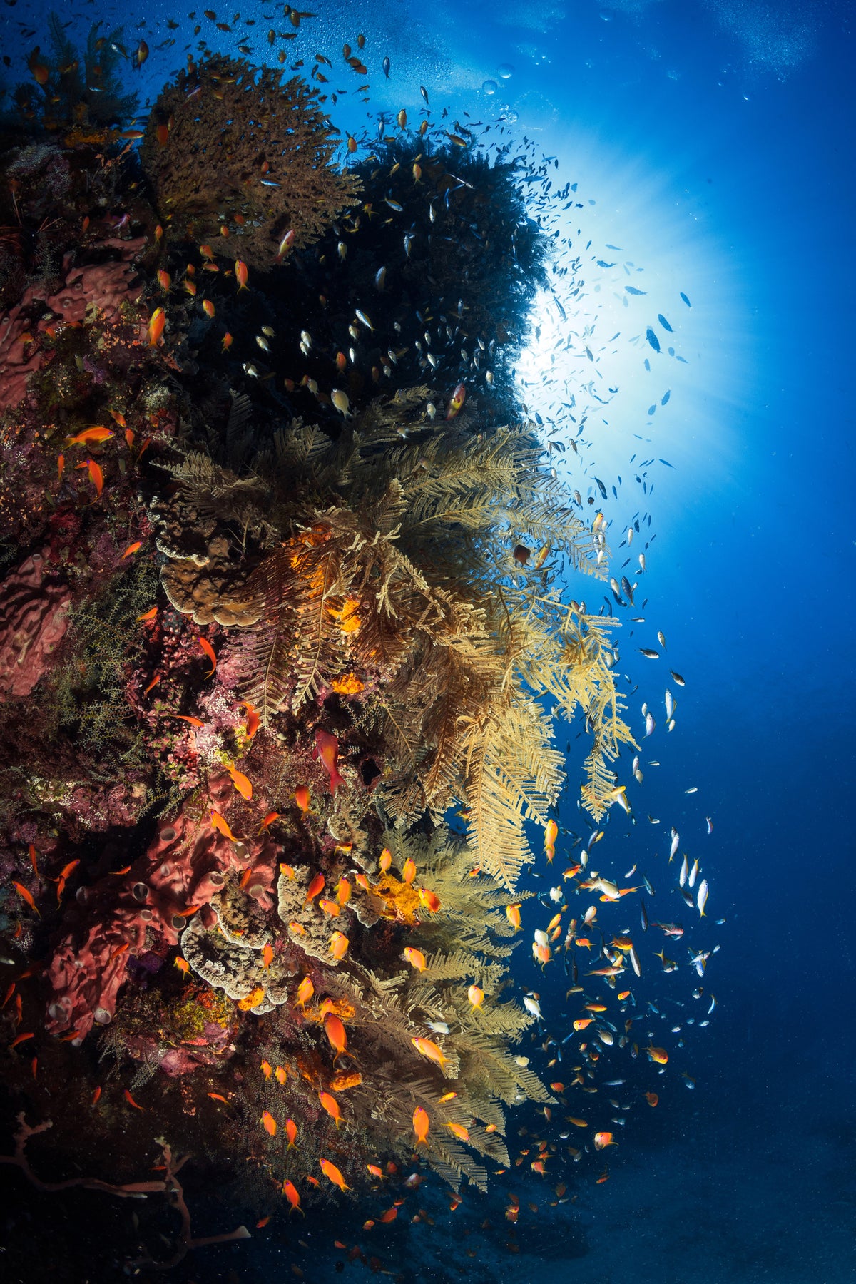 poster-print-life-explosion-ii
