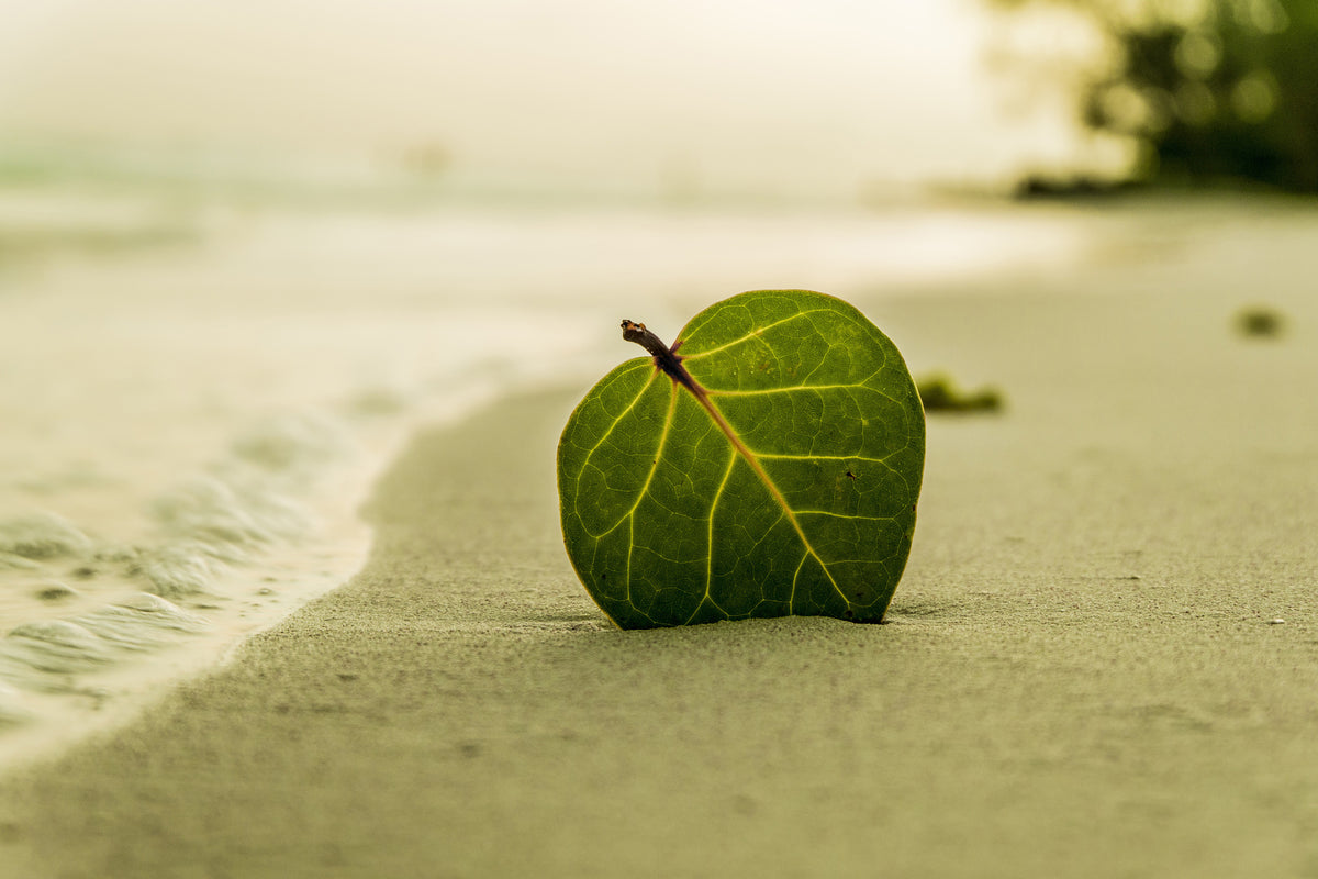 modern-3-piece-canvas-print-beach-leaf