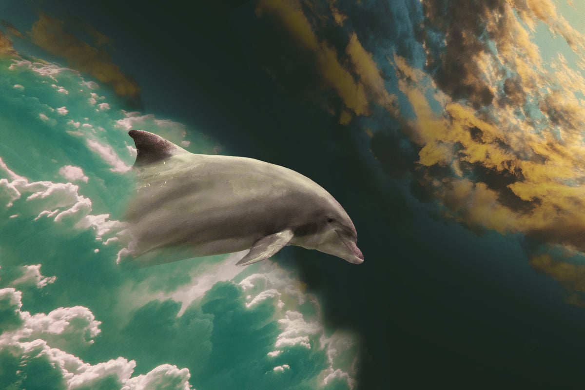 framedposter-print-fascination-dolphin