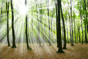 modern-3-piece-acrylic-print-magic-light-in-the-trees