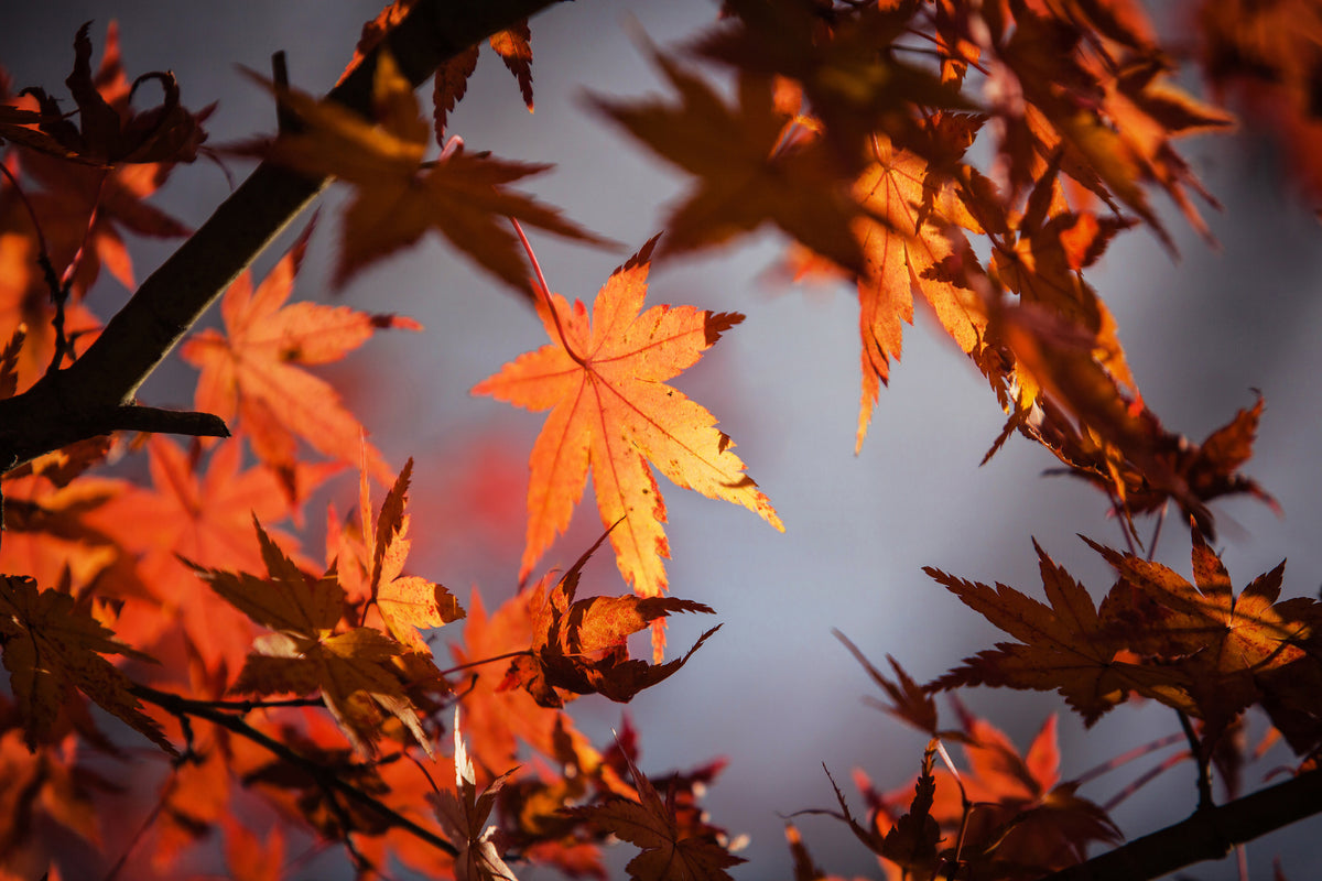 modern-3-piece-canvas-print-maple-leaves-in-autumn