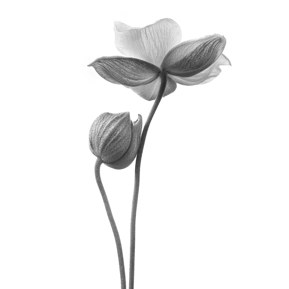 canvas-print-a-little-touch-monochrome