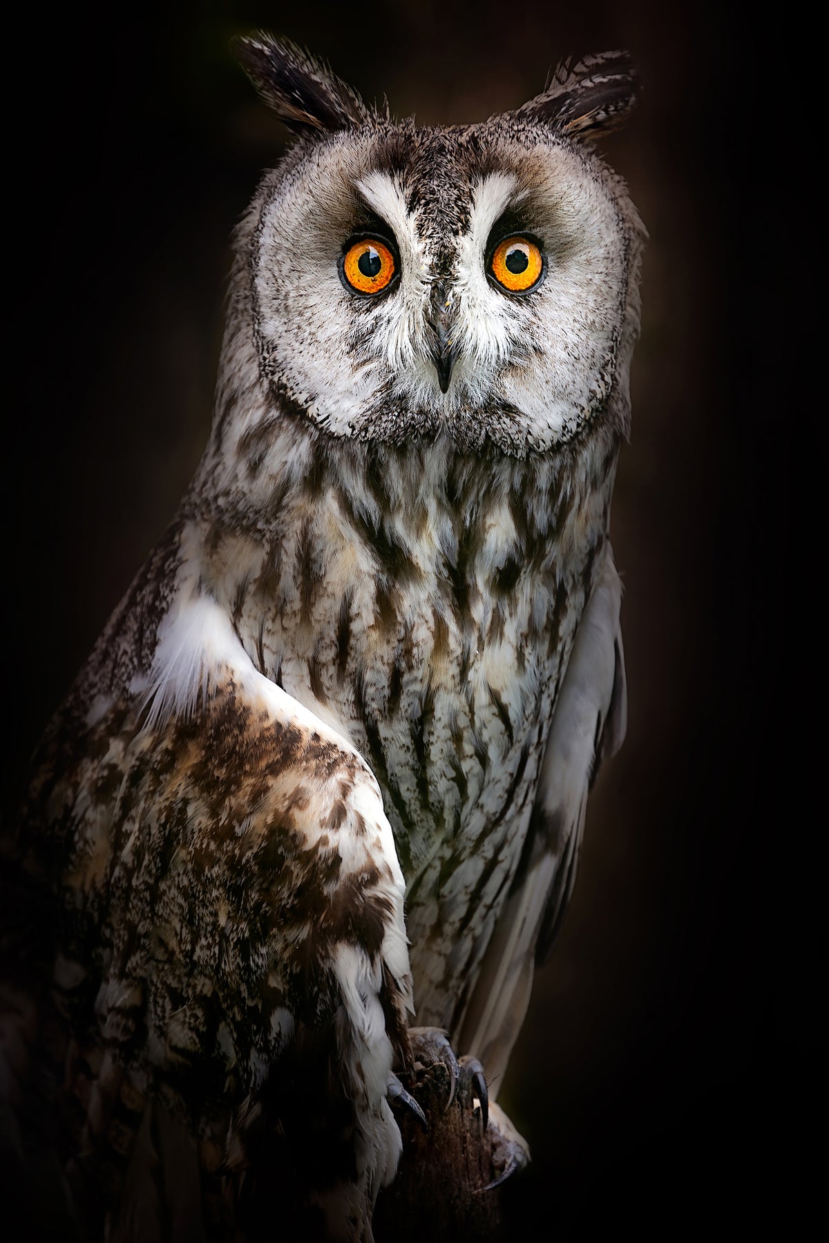 aluminium-print-longeared-owl-portrait-x