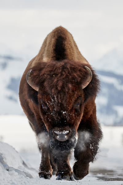poster-print-bison-incoming-x