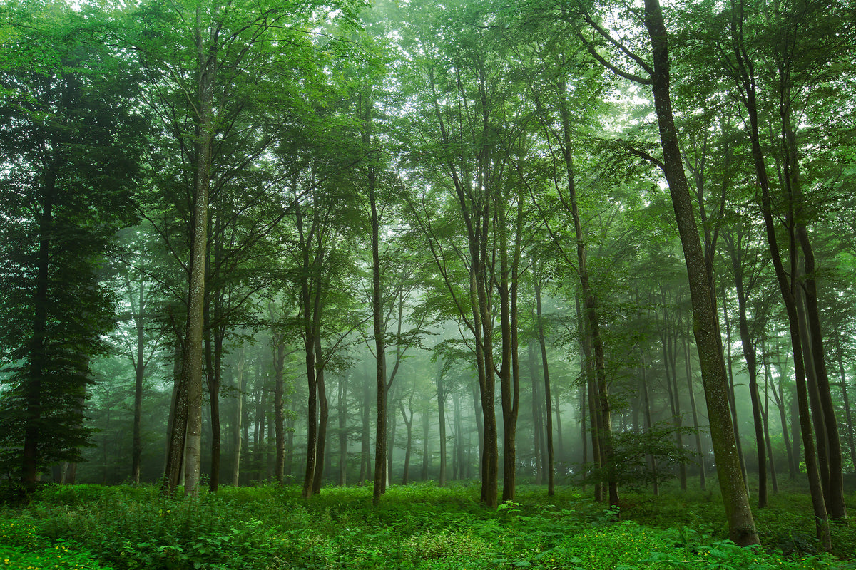 acrylic-print-forest-view-x