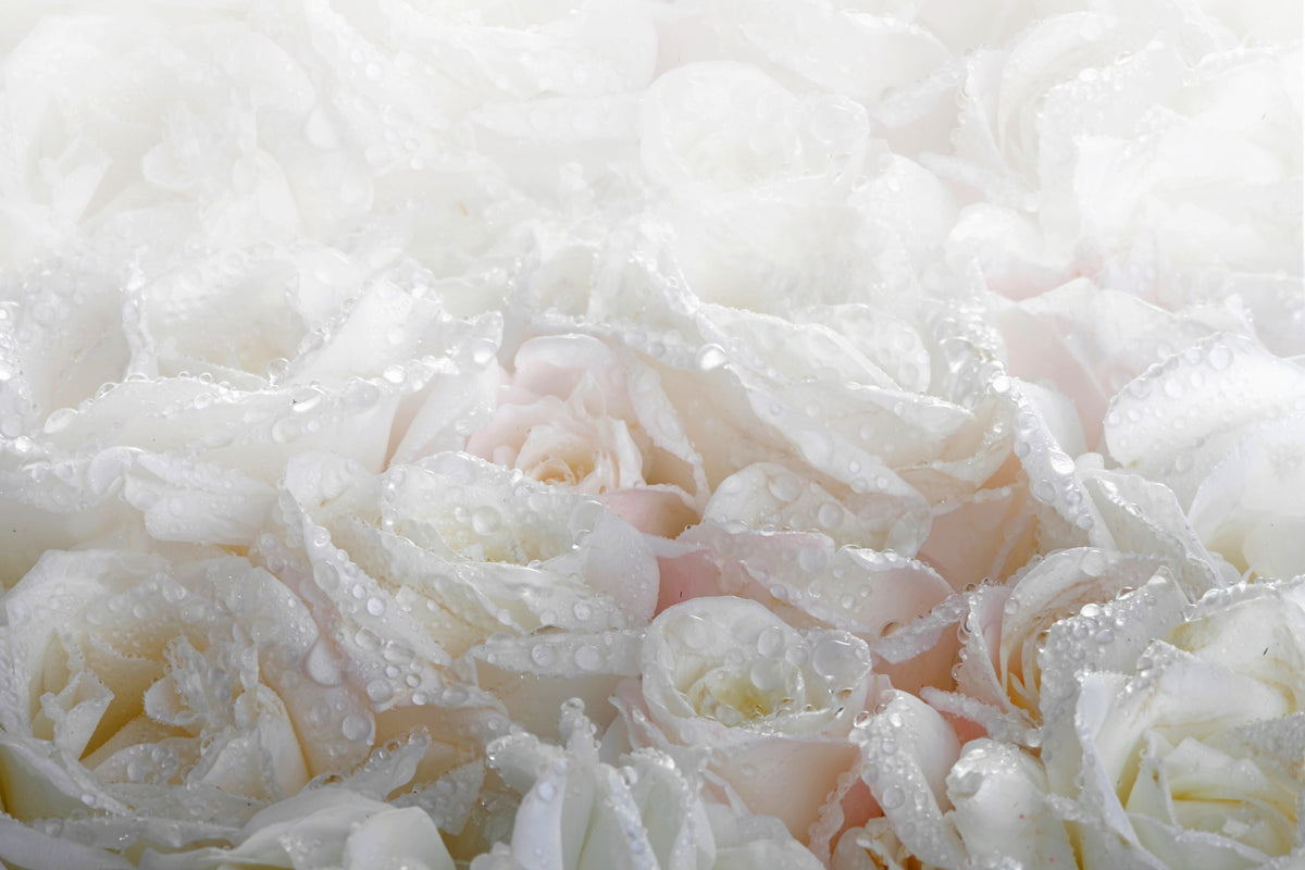 modern-3-piece-canvas-print-white-roses-in-the-morning-dew